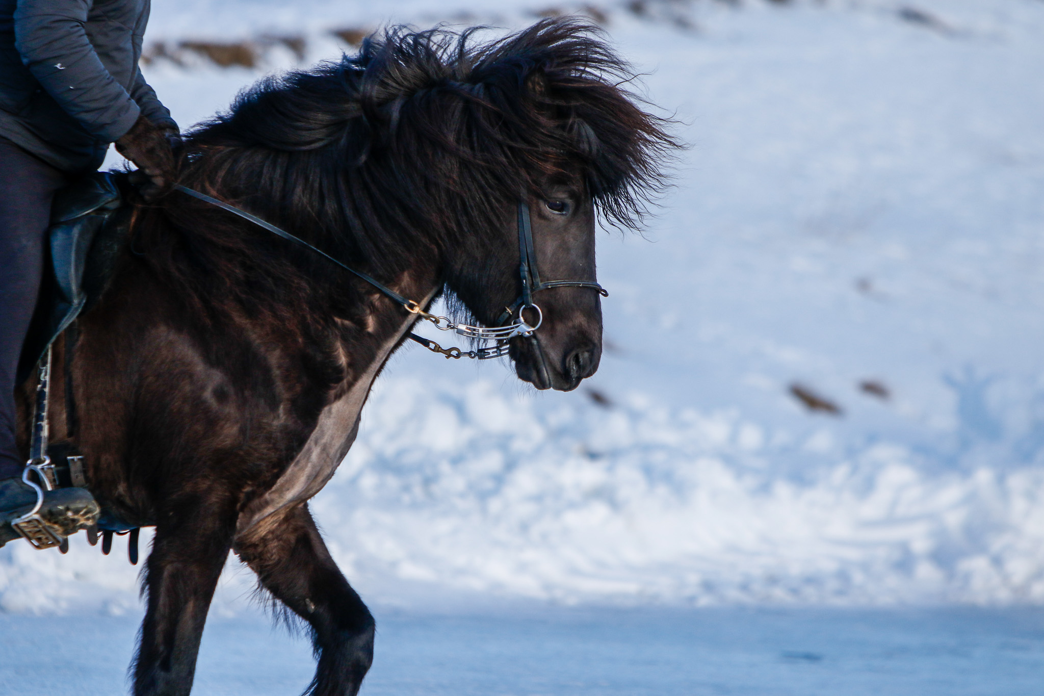 horse winter myvatn