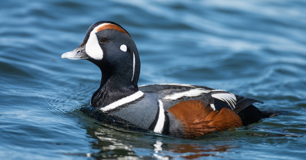 Harlequin duck