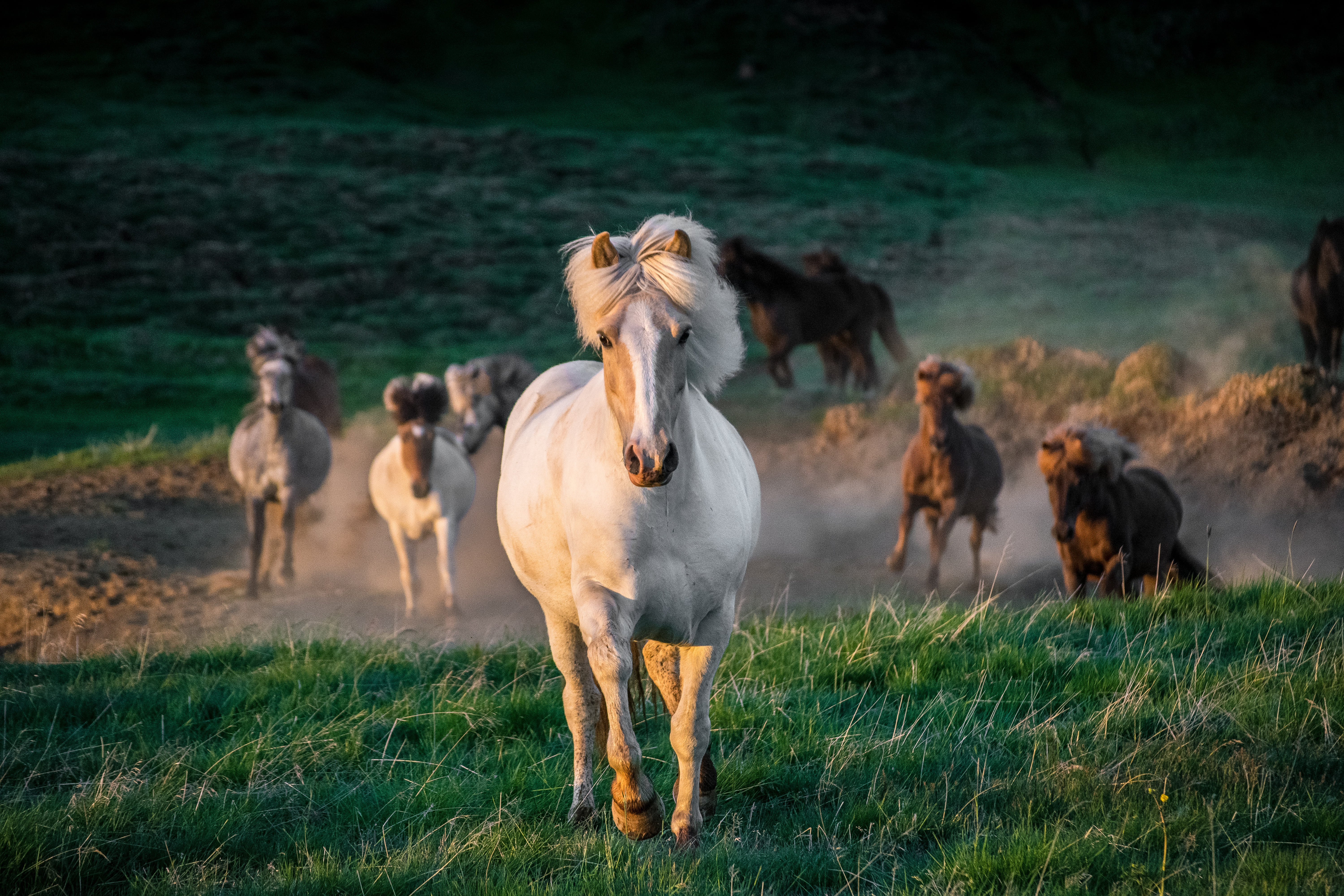 horses