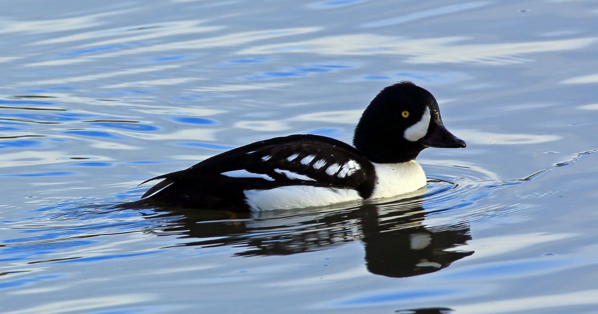barrows goldeneye