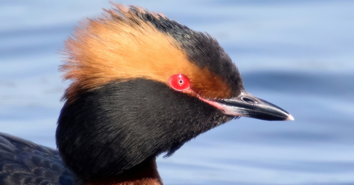 Horned Grebe Myvatn