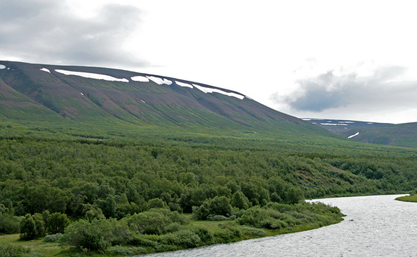 Vaglaskogur